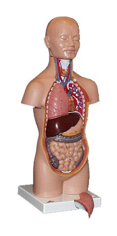 Human body model photo