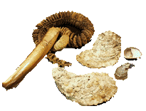 Seashells photo