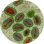 Smallpox virus - image