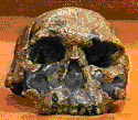 Human skull photo